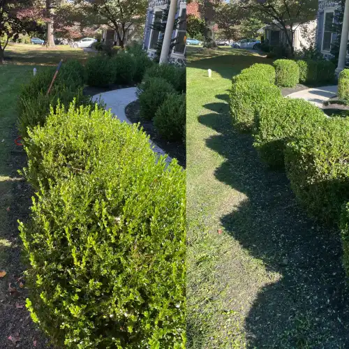 before and after of hedges that have been trimmed